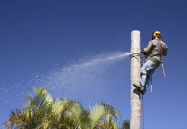 How Our Tree Care Process Works  in  Frewsburg, NY