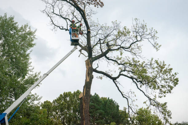 Trusted Frewsburg, NY Tree Care Experts